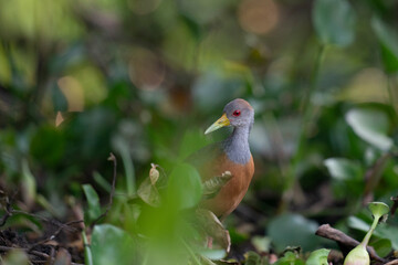 The Grey-necked Wood Rail or Grey-cowled Wood Rail (Aramides cajaneus)
