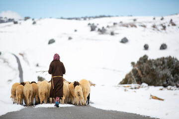 Naklejka premium Sheep shepherd in Atlas Mountains, Morocco