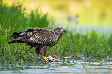 White-tailed eagle feeding riverbank in summer nature