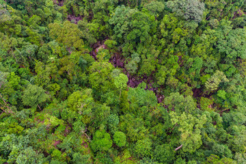 Aerial top view of tropical forest - beautiful tranquil scenery in jungle -  tree view from above - healthy environment and Rainforest ecosystem concept