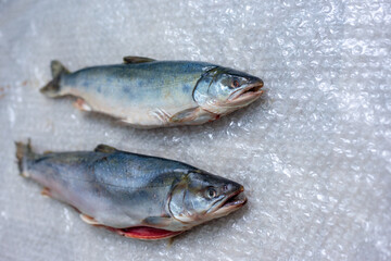 Two dead fish on plastic wrap. A fish dish.