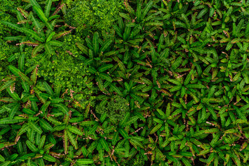 Aerial top view of banana plantation in tropical forest