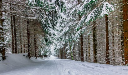Las Wood Sosny © Piotr
