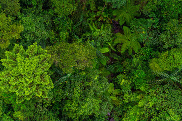 Aerial top view of tropical forest - beautiful tranquil scenery in jungle -  tree view from above -...