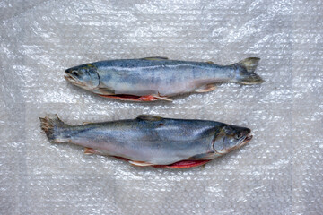 Two dead fish on plastic wrap. A fish dish.