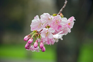 pink flowers of cherry blossoms