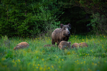 Wild boar female guarding her striped piglets while feeding on a green meadow