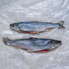 Two dead fish on plastic wrap. A fish dish.