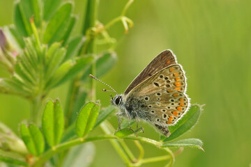 Closeup on a brown argus, Aricia agestis, with closed wings in the green vegetation
