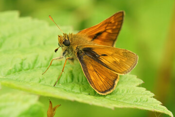 Closeup of the large skipper,  Ochlodes sylvanus, posing with open wings on green leaf