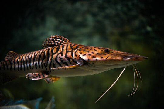 Close-up Of Catfish Swimming