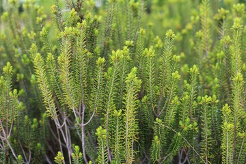 Macro shot of Sand heath, a species of ceratiola also known as sandhill rosemary or Florida rosemary growing in a field.