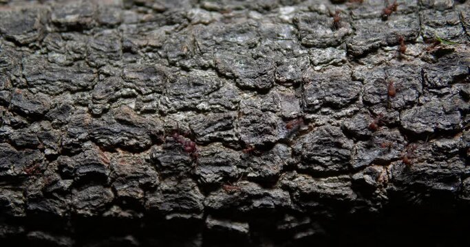 Ant team work  - colaborative work