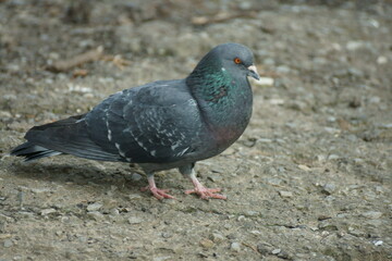 pigeon on the ground