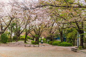 春、桜の花びらが散る公園を散歩する人々