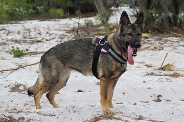 Profile of a beautiful purebred German Shepard adult dog standing outside on sand with a full collar. 