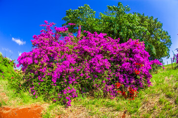 Flowers. Nature and environment in color.