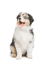 A funny multi-colored puppy sits with his tongue out. Aussie, Australian shepherd dog. The background is isolated.