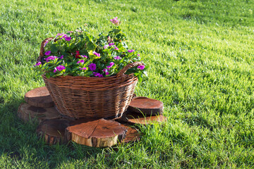 Wicker basket with pink Petunia flowers on green lawn. The design of the infield. Decorations for the garden with their hands. Summer garden. Copy space