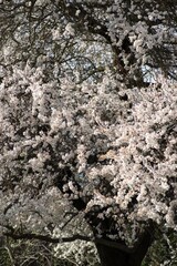 Blossoming cherry tree in spring, white flowers close-up in the background. 