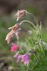 Pulsatilla grandis - Protected plant with pale purple flowers appearing early spring, it is a highly endangered species, it is forbidden to transplant it from the wild. 