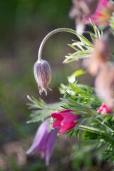 Pulsatilla grandis - Protected plant with pale purple flowers appearing early spring, it is a highly endangered species, it is forbidden to transplant it from the wild.