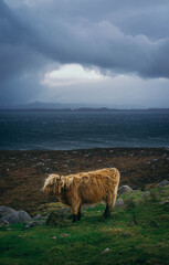 Obraz premium highland cows in the mountains