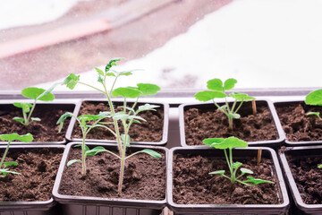 Green fresh seedlings in potty at home. Cultivation of natural organic food concept