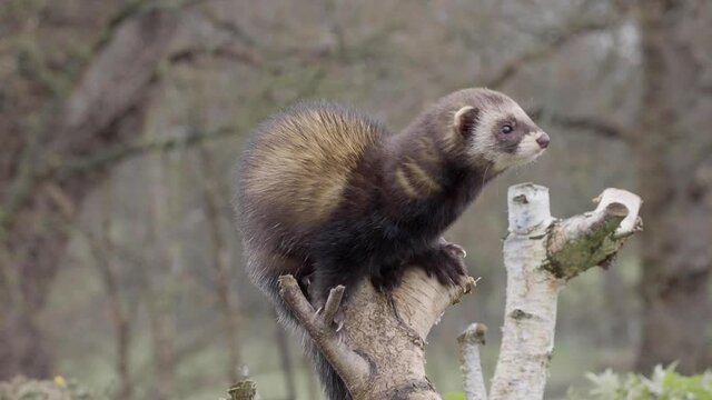 Captive polecat sitting on a branch