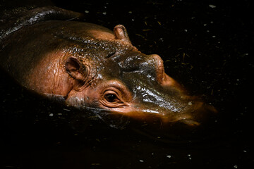 Hippopotamus amphibian from top view on head in dirty dark water.
