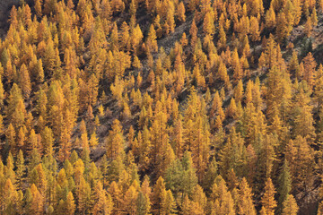 Autumn or fall larch forest high viewing angle with yellow and orange colored trees showing bright autumn colors