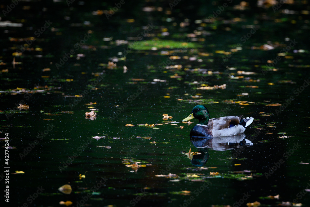 Canvas Prints male mallard duck on the surface.