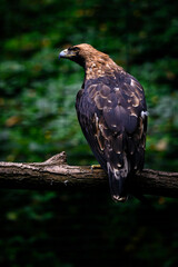 Haliaeetus albicilla - Sea eagle on a branch.