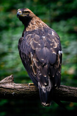 Haliaeetus albicilla - Sea eagle on a branch.