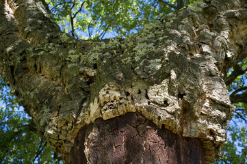 Cork oaks trunks after cork harvest or saca