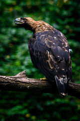 Haliaeetus albicilla - Sea eagle on a branch.