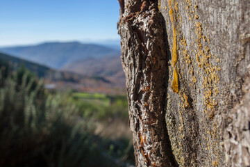 Amber resin droplets slide down
