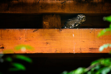 Athene noctua - little owl sitting on a beam under the roof.