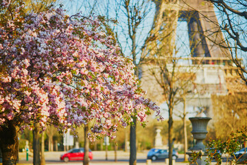 Scenic view of the Eiffel tower with cherry blossom trees in full bloom in Paris
