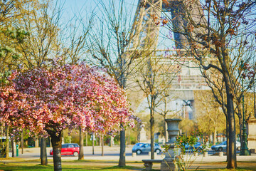 Scenic view of the Eiffel tower with cherry blossom trees in full bloom in Paris