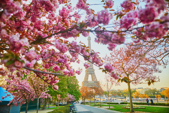Scenic view of the Eiffel tower with cherry blossom trees in full bloom in Paris
