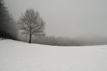 Silhouettes of trees among the mist and snow