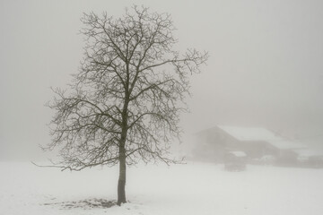 Silhouettes of trees among the mist and snow