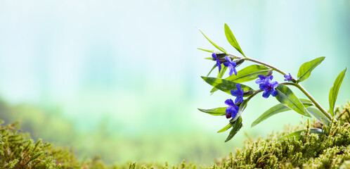It's spring time. Mountain Wild Flowers in the Forest
