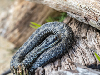 Adder Snake. Coiled up.