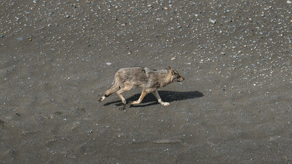 Wolf in the wild