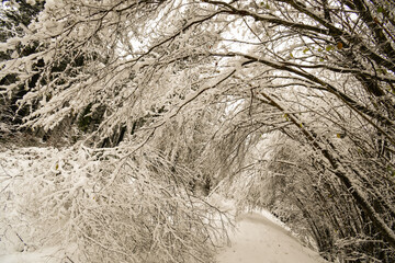 Trees with snow on the branches leaning towards the path