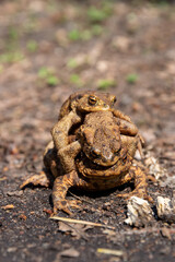 frogs on the ground (near Stienitzsee, Märkisch-Oderland, Brandenburg)