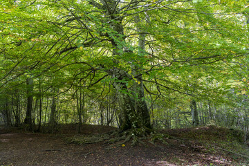 Urederra river in Amescoa Valley, Navarra, Spain.
