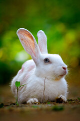 cute rabbit give pose to shoot photo